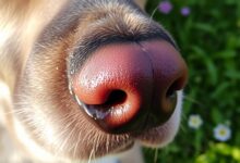 dog nose wetness